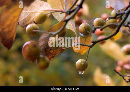 Früchte hängt von einem Baum Stockfoto