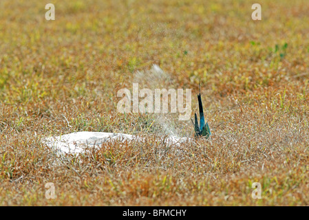 Regenbogen Bee Eater, Merops Ornatus, eine Verschachtelung Höhle zu graben. Stockfoto