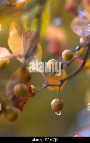 Früchte hängt von einem Baum Stockfoto