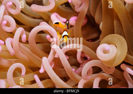 Juvenile Rote Meer Anemonenfische, Amphiprion bicinctus Stockfoto