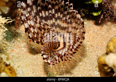 Staubwedel Wurm, Sabellastarte Indica. "Rote Meer" Stockfoto