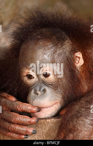 Bornean Orangutan, juvenile Stockfoto