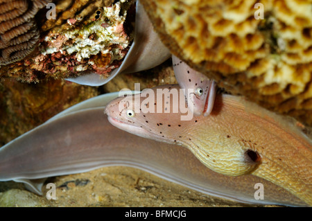 Zwei graue Muränen, Gymnothorax früh am Korallenriff. "Rote Meer" Stockfoto