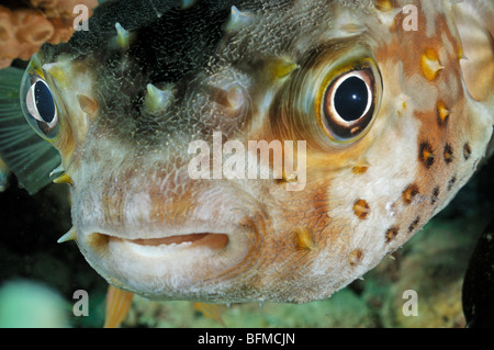 Igelfischen gelb entdeckt Burrfish, Cyclichthys Spilostylus Nahaufnahme. "Rote Meer" Stockfoto