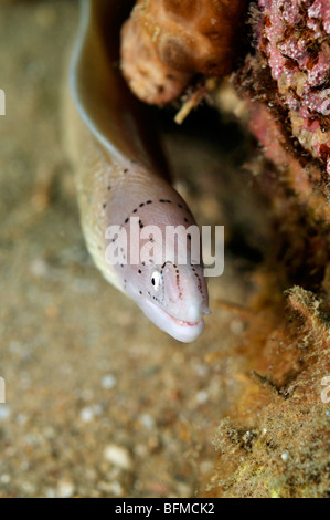 Graue Muräne Gymnothorax früh am Korallenriff. "Rote Meer" Stockfoto