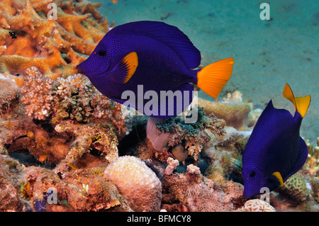 Gelbschwanz Tang Fisch, Zebrasoma Rotmeerdoktor am Korallenriff. "Rote Meer" Stockfoto