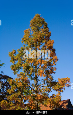 Baum im Herbst Stockfoto