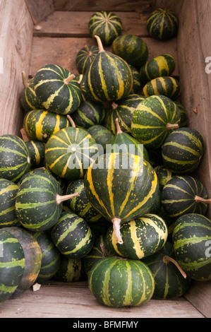 Kürbisse in Holzkiste, Draufsicht Stockfoto