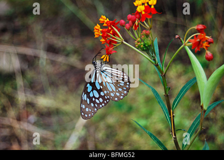 Blaue Tiger, Tirumala Limniace in Pune Nymphalidae: Pinsel Footed Schmetterlinge Stockfoto