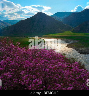 Rhododendron in Blüte und dem Katun-Fluss. Altai, Sibirien, Russland Stockfoto