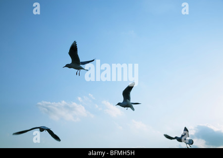 Möwen fliegen in der Luft Stockfoto