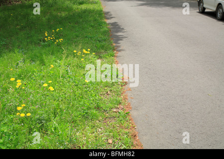 Löwenzahn auf der Seite einer Straße Stockfoto