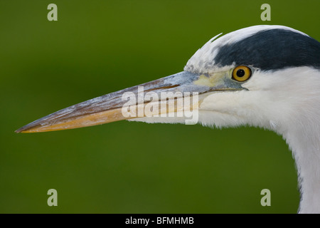 Porträt der Graureiher am Ufer Stockfoto