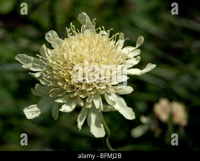 Cephalaria Gigantea (Riesen Witwenblume) Stockfoto