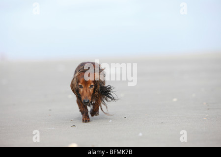 Langhaar Dackel, Langhaar Dackel, Haushund (Canis Lupus F. Familiaris), 6 Jahre nass individuelle laufen bei der Stockfoto