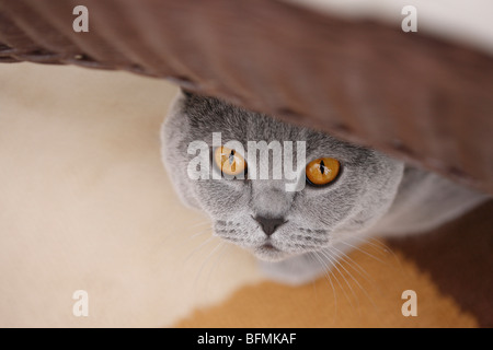 Hauskatze, Hauskatze, Chartreux (Felis Silvestris F. Catus), 20 Jahre alt blau Chartreux liegen unter einem Stuhl peering, Deutschland Stockfoto