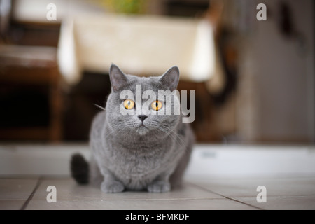 Hauskatze, Hauskatze, Chartreux (Felis Silvestris F. Catus), 15 Monate alt blau British Kurzhaar Katze liegend auf dem Boden am h Stockfoto