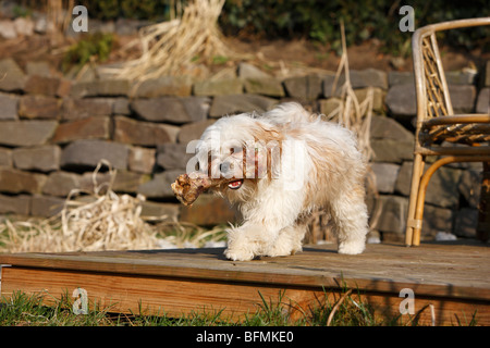 Havaneser (Canis Lupus F. Familiaris), mit einem Knochen im Maul, Deutschland Stockfoto