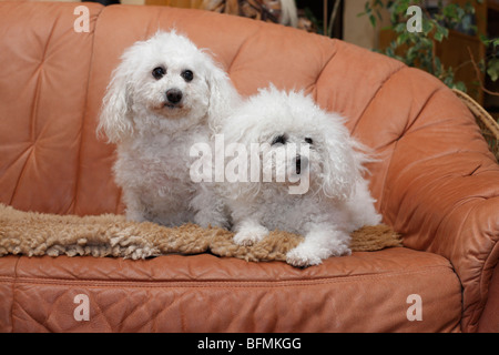 Bichon Frise (Canis Lupus F. Familiaris), zwei langhaarige Bichon Frises lag auf einem Sofa, Deutschland Stockfoto