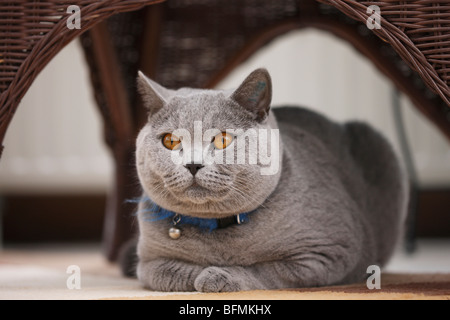 Hauskatze, Hauskatze, Chartreux (Felis Silvestris F. Catus), 20 Monate alte blaue Kartäuser liegt Unter einem Stuhl, Deutschland Stockfoto