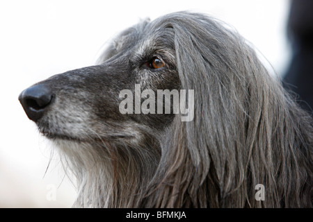 Afghanistan Windhund, Afghanischer Windhund (Canis Lupus F. Familiaris), Porträt, Deutschland Stockfoto