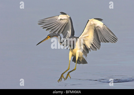 Louisiana Reiher, dreifarbigen Reiher (Egretta Tricolor), Landung, USA, Florida, Everglades Nationalpark Stockfoto