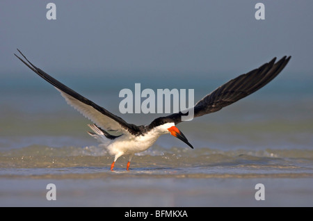 Schwarz-Skimmer (Rynchops Niger), flatternden Flügeln, USA, Florida, Everglades Nationalpark Stockfoto
