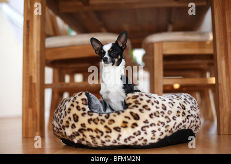 gemischte Rasse Hund (Canis Lupus F. Familiaris), drei Jahre alte Chihuahua-Toyterrier-Mix sitzt in einem Hundekorb, Deutschland Stockfoto