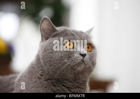 Hauskatze, Hauskatze, Chartreux (Felis Silvestris F. Catus), Portrit des eine 20 Monate alte blaue Kartäuser, Deutschland Stockfoto