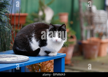 Hauskatze, Hauskatze, Europäisch Kurzhaar (Felis Silvestris F. Catus) Katze sitzt auf einer blauen Bank, Deutschland Stockfoto
