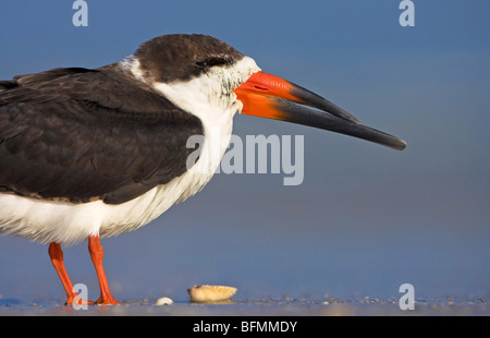 Schwarz-Skimmer (Rynchops Niger), stehend im Schlamm flach, USA, Florida, Everglades Nationalpark Stockfoto