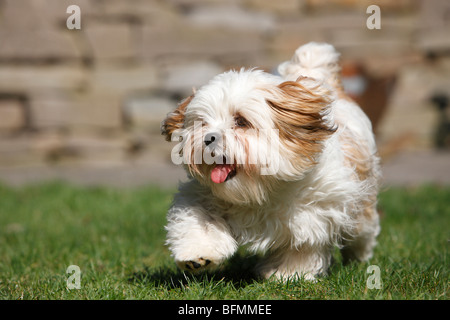 Havaneser (Canis Lupus F. Familiaris), im Garten, Deutschland Stockfoto