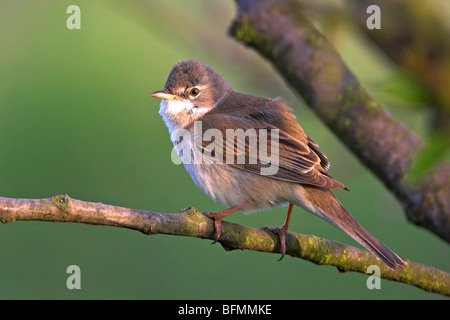 Whitethroat (Sylvia Communis), am Zweig, Deutschland Stockfoto