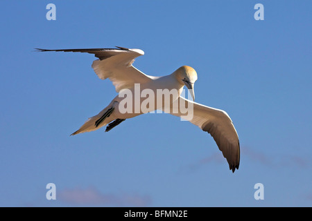 Basstölpel (Sula Bassana, Morus Bassanus), fliegen, Deutschland Stockfoto