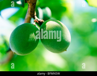 Plums fruits on branch, close up, Yokohama city, Kanagawa prefecture, Japan Stockfoto