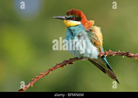 Europäische Biene-Esser (Merops Apiaster), sitzt auf einem Zweig, Deutschland Stockfoto