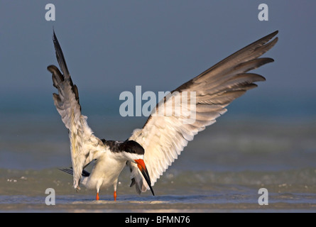 Schwarz-Skimmer (Rynchops Niger), stehend im Schlamm flach, USA, Florida, Everglades Nationalpark Stockfoto