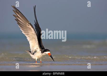 Schwarz-Skimmer (Rynchops Niger), flatternden Flügeln, USA, Florida, Everglades Nationalpark Stockfoto