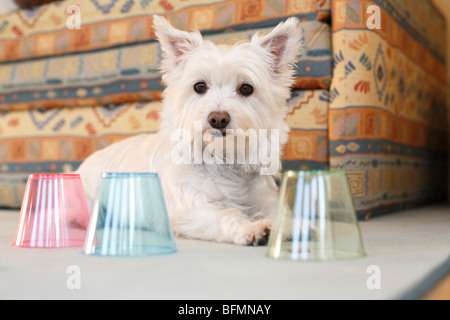 Mischling Hund (Canis Lupus F. Familiaris), Whest Highland White Terrier-Malteser-Mix liegen hinter drei Tassen vor einem sof Stockfoto