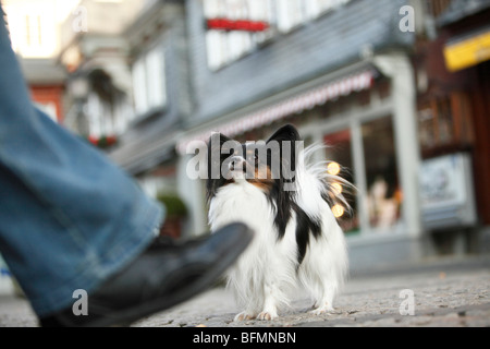 Papillon (Canis Lupus F. Familiaris), stehen in der Fußgängerzone vor einem Geschäft, Deutschland Stockfoto