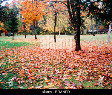 Bäume und Laub im Herbst, Hokkaido Prefecture, Japan Stockfoto