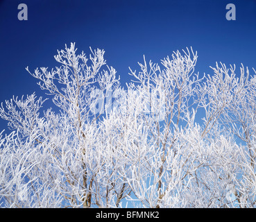 Bäume weiß mit Frost, blauer Hintergrund, Hokkaido Prefecture, Japan Stockfoto