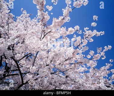 Kirschblüten gegen den blauen Himmel, Yokohama City, Präfektur Kanagawa, Japan Stockfoto