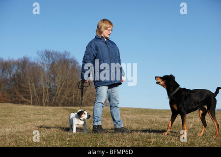 Jack Russell Terrier (Canis Lupus F. Familiaris), ein 12 alte Jack Russell Terrier und ein Dobermann umgibt ein woma Stockfoto