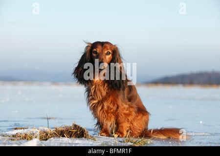 Langhaar Dackel Langhaar Dackel, Haushund (Canis Lupus F. Familiaris), 5 Jahre alt Zwerg Langhaar Dachshu Stockfoto