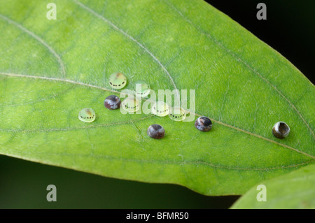 Peleides Blue Morpho (Morpho Peleides). Eiern auf einem Passiflora-Blatt. Stockfoto