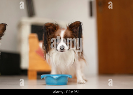 Papillon (Canis Lupus F. Familiaris), Papillon Marionette hinter Näpfe, Deutschland Stockfoto