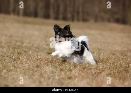 Papillon (Canis Lupus F. Familiaris), läuft über eine Wiese, Deutschland Stockfoto