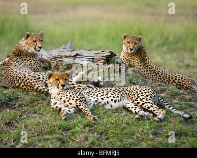 Kenia, Narok District. Eine Familie von Geparden in der Massai Mara Game Reserve. Stockfoto