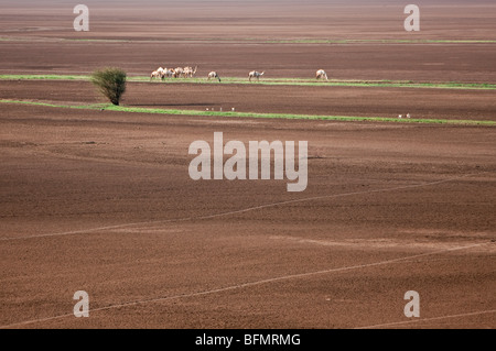 Am Ende der Regenzeit grasen Vieh die kleinen Streifen von Vegetation entlang saisonaler Wasserläufe in der Chalbi Wüste Stockfoto